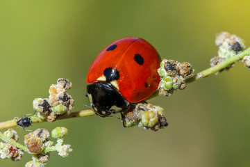 ladybug 15