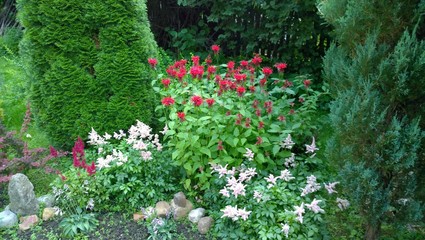 Obraz premium Garden 