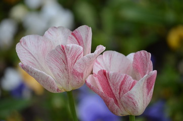 Close up of two white and red stripped tulips in a garden in a sunny spring day with blurred green background 