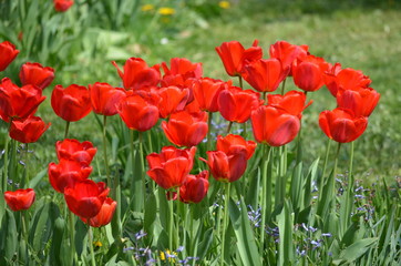 Large group of red tulips in a garden in a direct sun light, with blurred green background and space for text