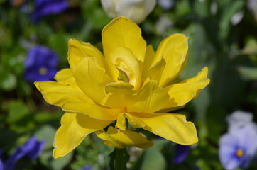 Close up of one delicate yellow tulip flower in a garden in a sunny spring day with blurred green background and space for text