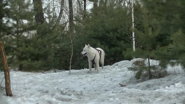 Two white dogs breed Husky in the forest