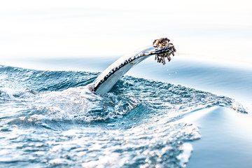 humpback whale 