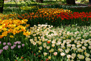glades with many colorful flowers of tulips, all colors of the rainbow-red, yellow, pink, white, like multi-colored rivers, creating abstract paintings, beautiful background image and patterns