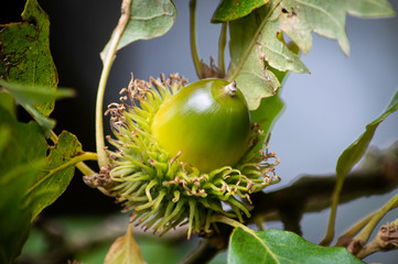 Acorn with spiny cap