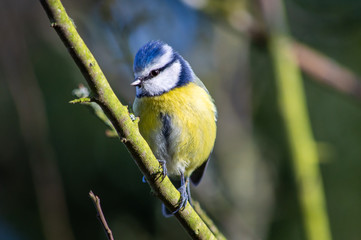 Blue Tit on a branch