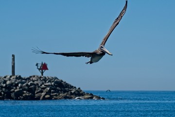 Obraz premium Pelican in flight