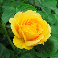 Summer flowers delightfully photographed in a garden.