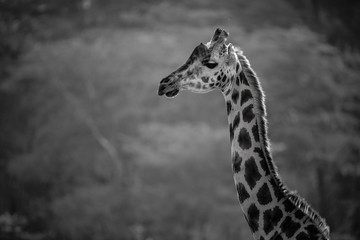 Portrait of a giraffe At Lake Nakuru, Kenya Africa