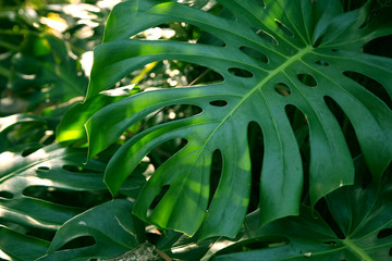 Natural background with exotic plants big leaves