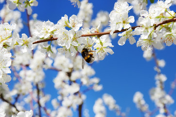 bee on a white flower on a blossom tree