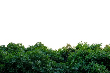 Top view tropical tree leaves with branches on white isolated background for green foliage backdrop 