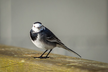 Pied-wagtail on a wooden fence