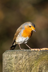 Robin contemplating its lunch