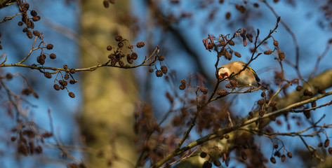 European goldfinch or Carduelis carduelis portrait on branch in winter close-up, selective focus, shallow DOF