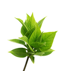 Spring twig with young green leaves