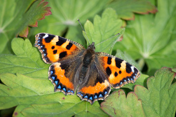 Small Tortoiseshell butterfly on green leaves