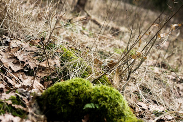 moss on tree
