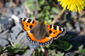 Small Tortoiseshell butterfly on a dandelion