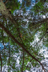A tree from down side with a blue sky