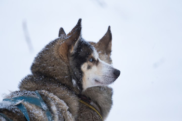 Beautiful alaskan husky dogs resting during a long distance sled dog race in Norway. Dogs in snow.