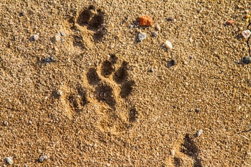 fox trail on wet sand