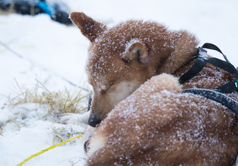 Beautiful alaskan husky dogs resting during a long distance sled dog race in Norway. Dogs in snow.