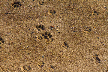 fox trail on wet sand