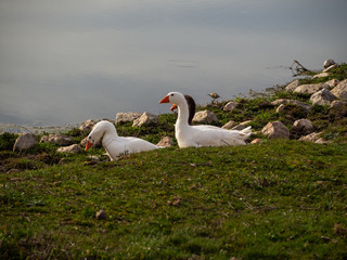 Family of three geese together at the edge of a lake