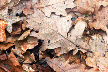 autumn leaves on the ground