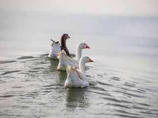 Family of three geese swimming together in a lake