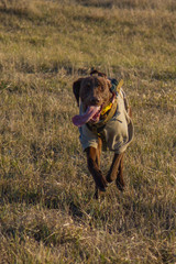 A hunting dog of the deutsch kurzhaar