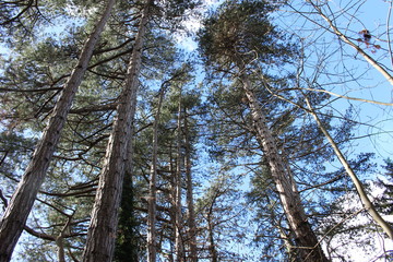 Summers day in the forest