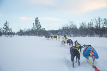 An exciting experience riding a dog sled in the winter landscape. Snowy forest and mountains with a dog team.  Norway winter.