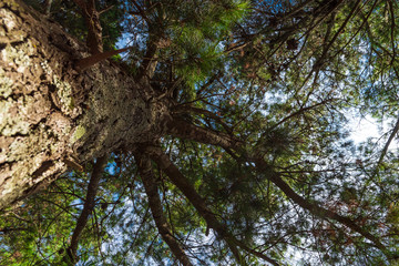 A tree from down side with a blue sky