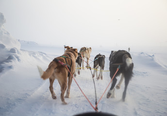Fototapeta na wymiar A beautiful six dog teem pulling a sled. Picture taken from sitting in the sled perspective. FUn, healthy winter sport in north. Beautiful, foggy winter morning.