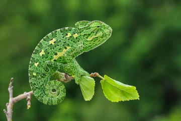 Fotobehang green chameleon © mehmetkrc