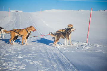 A beautiful six dog team pulling a sled in beautiful Norway morning scenery. Winter sports for dog...