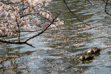 桜と水鳥