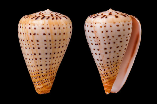 Conus Betulinus