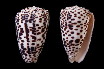 Conus pulicarius