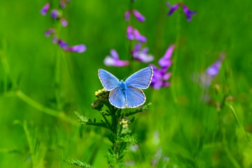 Closeup   beautiful butterfly sitting on flower.