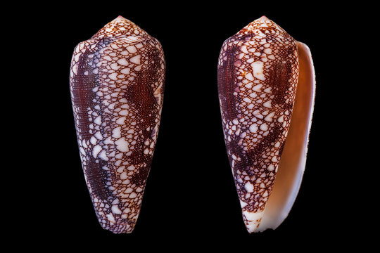 Conus omaria