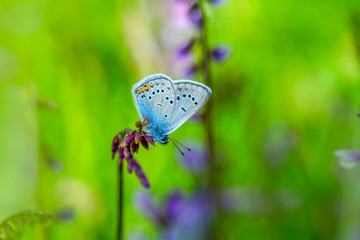 Closeup   beautiful butterfly sitting on flower.