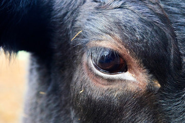 Close up of black cow head and eye