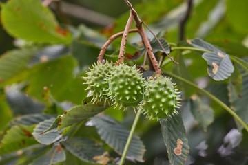 Buckeye seeds growing