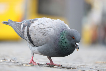 Foraging city pigeon columba livia domestica holding grain in its beak and walking on ground in front of a blurry yellow bus