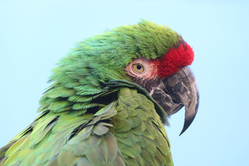 Head of a colorful blue-winged macaw parrot (primolius maracana) in side view in front of a bright blue background