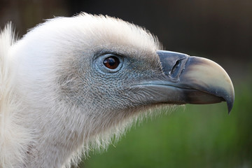 Head of a lurking griffon vulture (gyps fulvus) in side view
