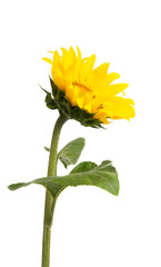 sunflower isolated